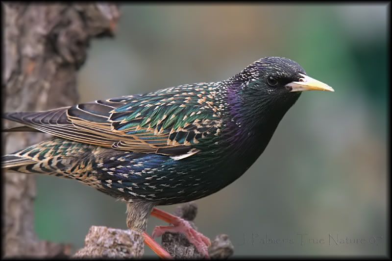 IMAGE: http://i11.photobucket.com/albums/a166/madas/STARLINGBIGMATEST.jpg