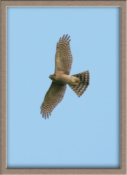 IMAGE: http://i11.photobucket.com/albums/a166/madas/Untitled-2copy-1.jpg