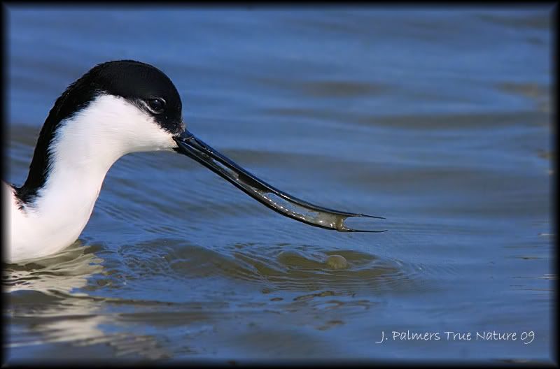 IMAGE: http://i11.photobucket.com/albums/a166/madas/avo-web.jpg