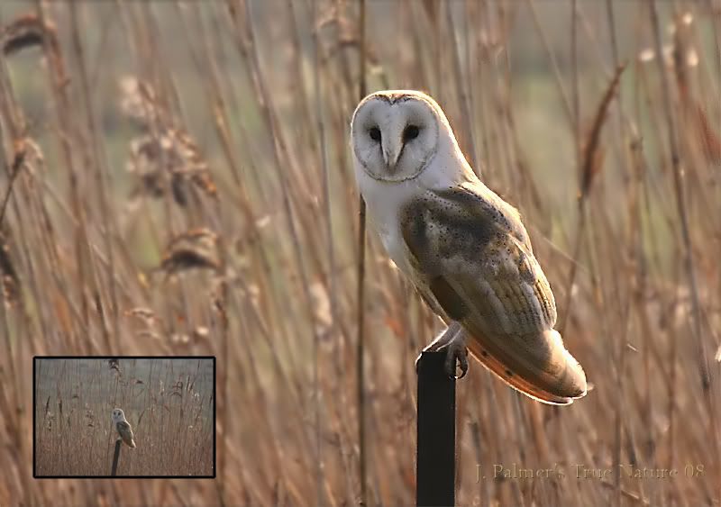 IMAGE: http://i11.photobucket.com/albums/a166/madas/barnowlpostcopy.jpg