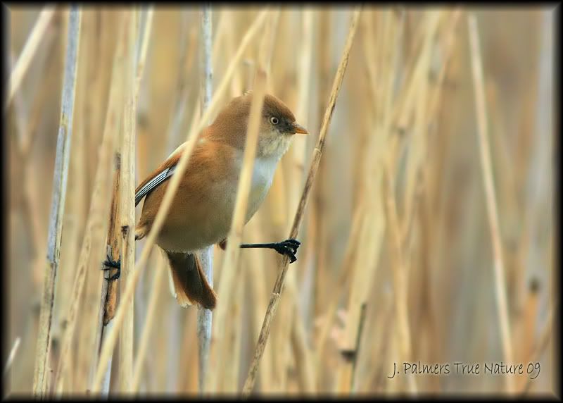IMAGE: http://i11.photobucket.com/albums/a166/madas/bearded-tit-fm.jpg