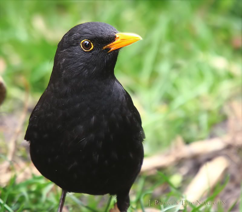 IMAGE: http://i11.photobucket.com/albums/a166/madas/bigmanewhidecopy.jpg