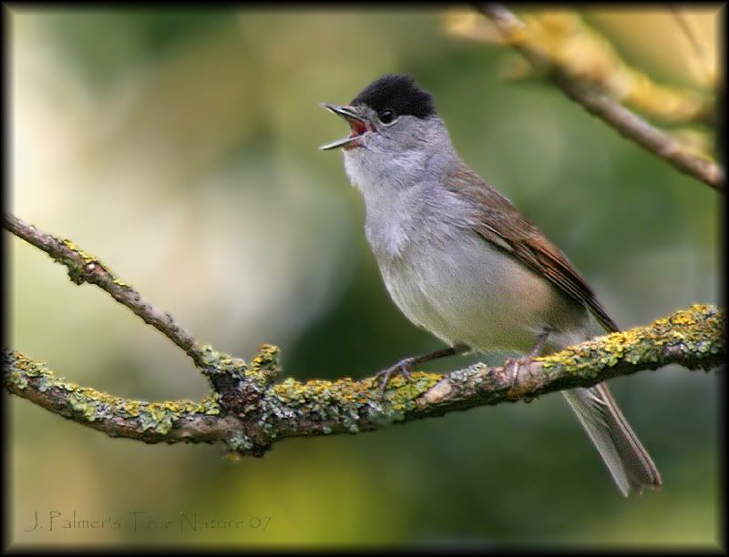 IMAGE: http://i11.photobucket.com/albums/a166/madas/blackcap2copy.jpg