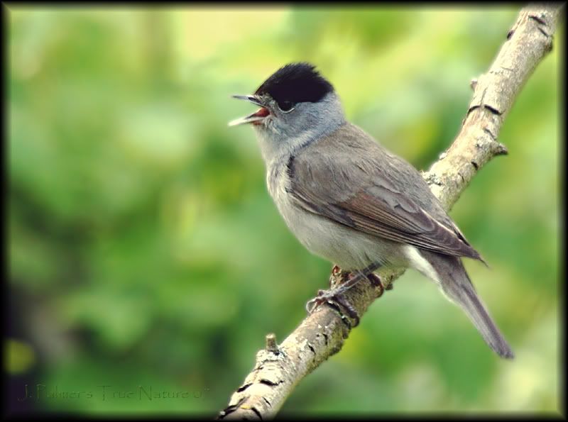 IMAGE: http://i11.photobucket.com/albums/a166/madas/blackcapcopy.jpg