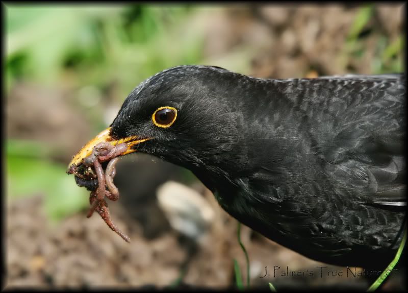 IMAGE: http://i11.photobucket.com/albums/a166/madas/blkbirdwormscopy.jpg