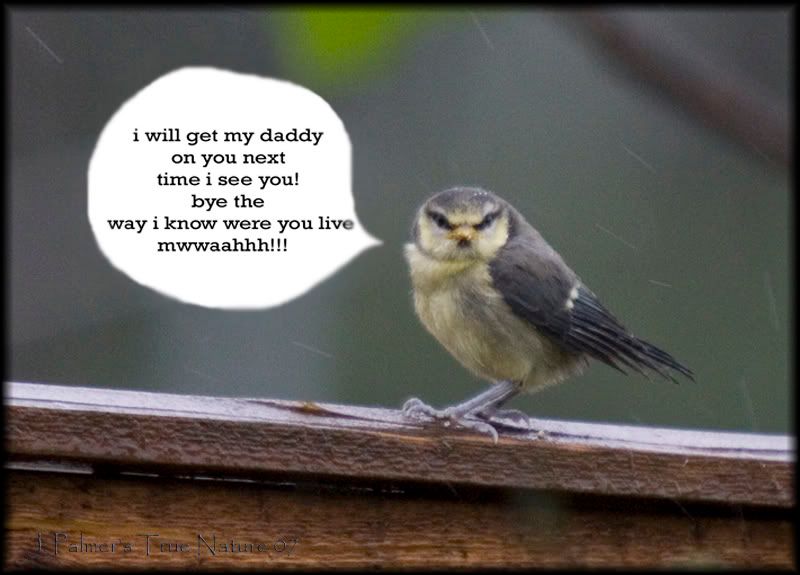 IMAGE: http://i11.photobucket.com/albums/a166/madas/bluechick1.jpg