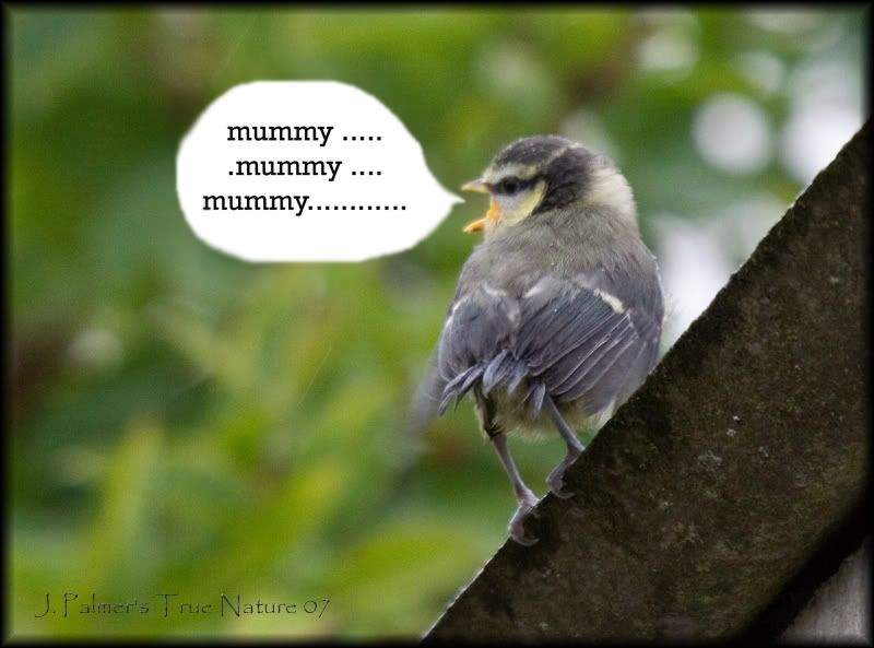 IMAGE: http://i11.photobucket.com/albums/a166/madas/bluechick2.jpg