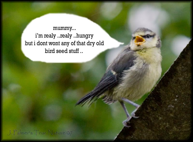 IMAGE: http://i11.photobucket.com/albums/a166/madas/bluechick3.jpg