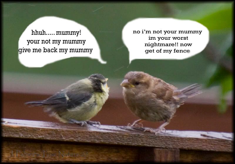 IMAGE: http://i11.photobucket.com/albums/a166/madas/bluechick4.jpg