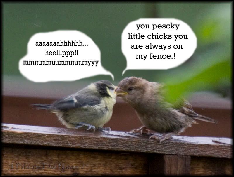 IMAGE: http://i11.photobucket.com/albums/a166/madas/bluechick5.jpg