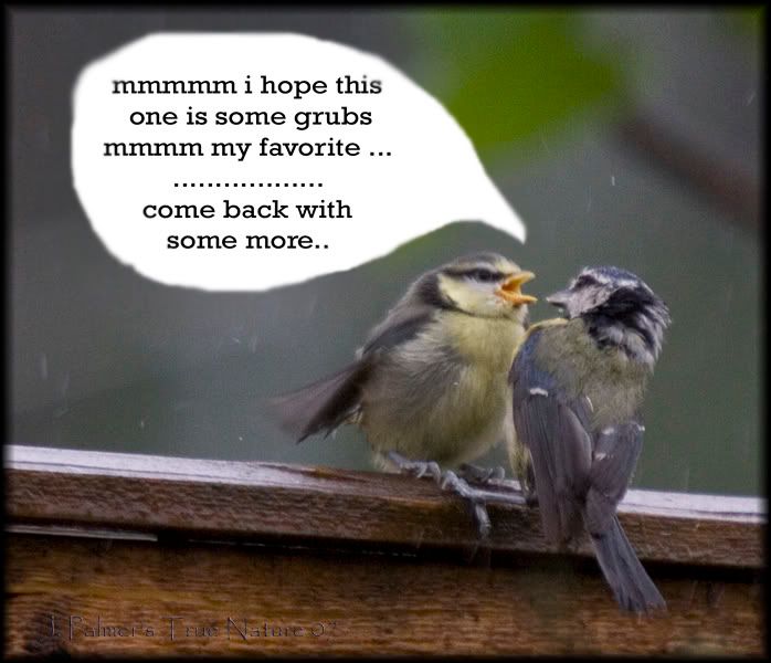 IMAGE: http://i11.photobucket.com/albums/a166/madas/bluechick6.jpg