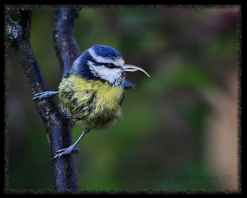 IMAGE: http://i11.photobucket.com/albums/a166/madas/blueeleecopy.jpg