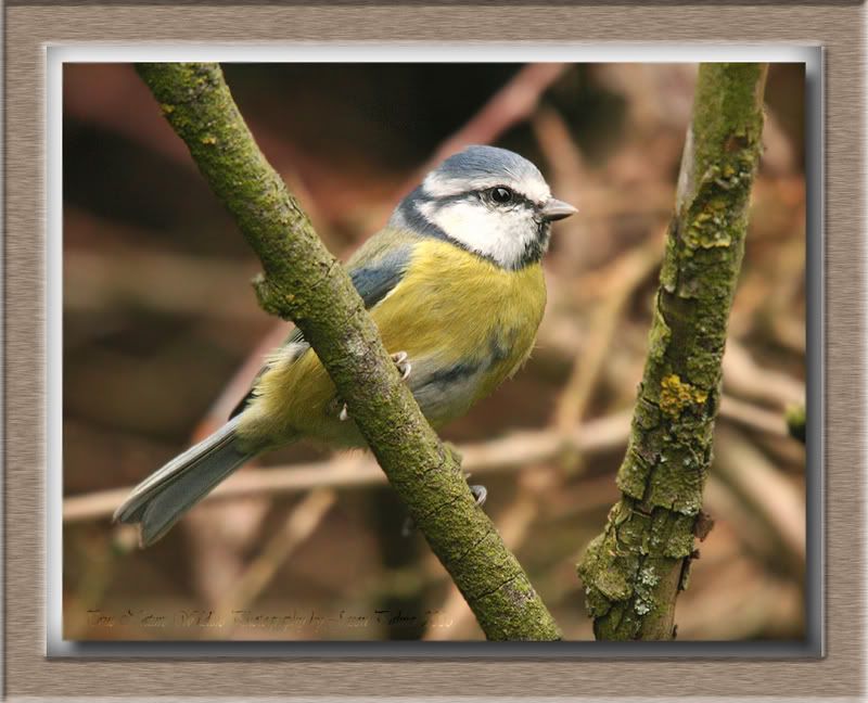 IMAGE: http://i11.photobucket.com/albums/a166/madas/bluetit1.jpg