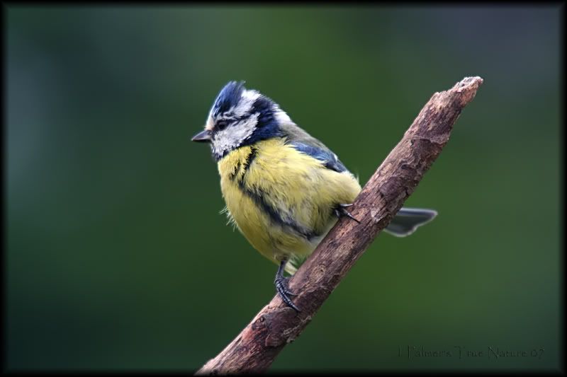 IMAGE: http://i11.photobucket.com/albums/a166/madas/bluetit2copy-1.jpg
