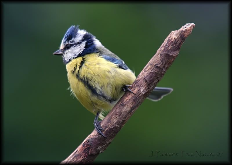 IMAGE: http://i11.photobucket.com/albums/a166/madas/bluetit2cropped.jpg