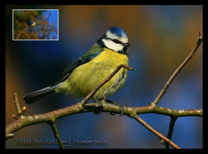 IMAGE: http://i11.photobucket.com/albums/a166/madas/bluetit2n4005.jpg