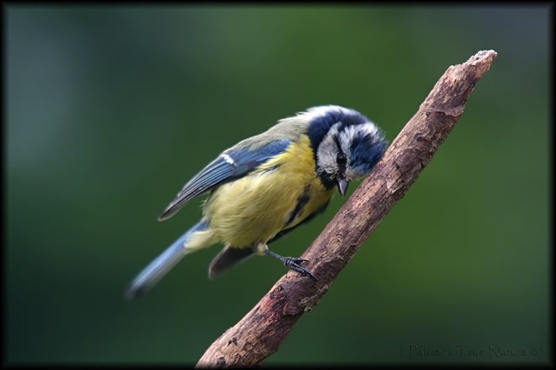 IMAGE: http://i11.photobucket.com/albums/a166/madas/bluetit3copy-2.jpg