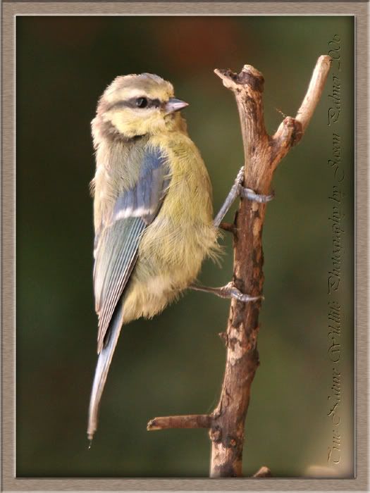 IMAGE: http://i11.photobucket.com/albums/a166/madas/bluetit4copy.jpg