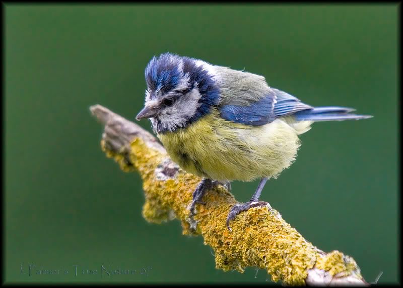 IMAGE: http://i11.photobucket.com/albums/a166/madas/bluetit5copy.jpg