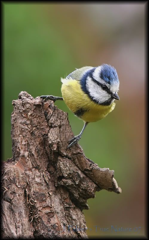 IMAGE: http://i11.photobucket.com/albums/a166/madas/bluetitcopy-2.jpg