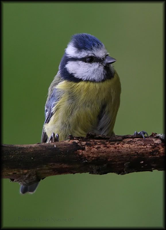 IMAGE: http://i11.photobucket.com/albums/a166/madas/bluetitcopy-3.jpg