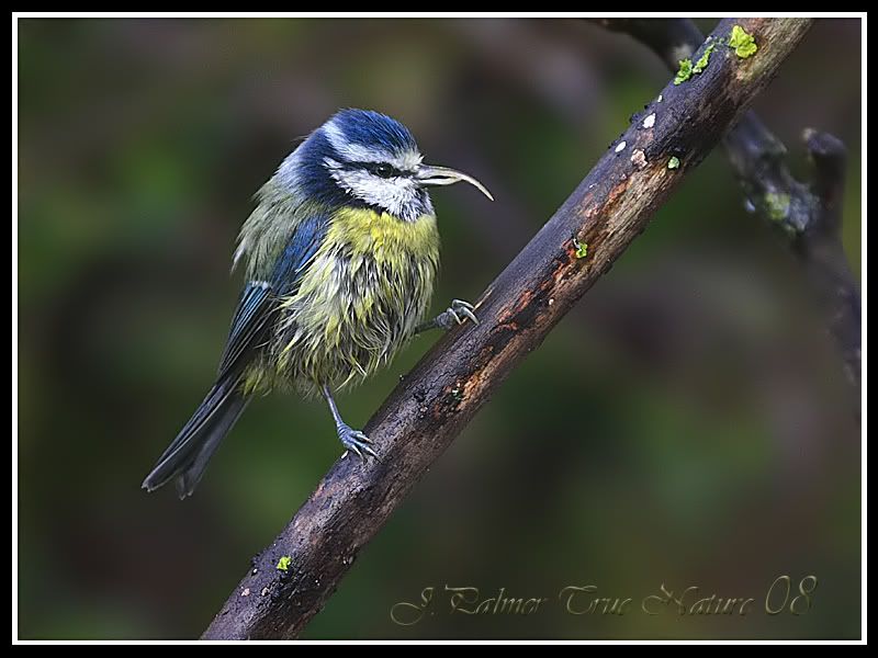 IMAGE: http://i11.photobucket.com/albums/a166/madas/bluetitcopy-4.jpg