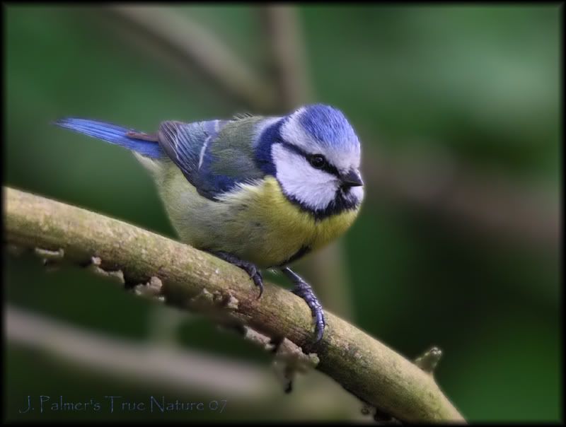 IMAGE: http://i11.photobucket.com/albums/a166/madas/bluttitwoodcopy.jpg