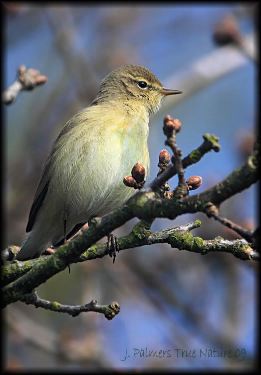 IMAGE: http://i11.photobucket.com/albums/a166/madas/chiff.jpg