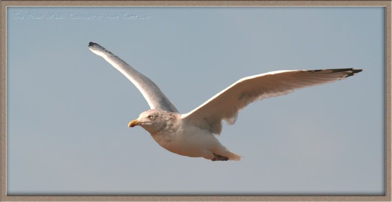 IMAGE: http://i11.photobucket.com/albums/a166/madas/commongullcopy.jpg