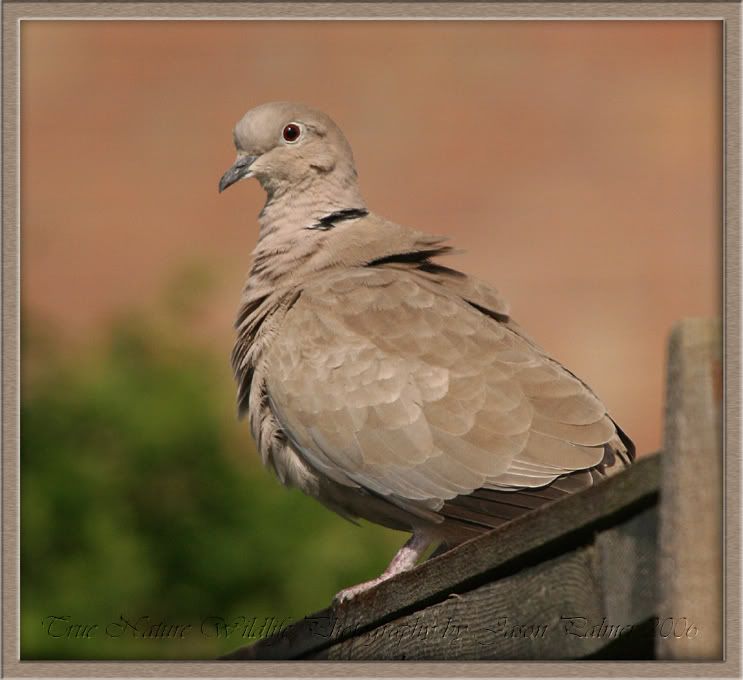 IMAGE: http://i11.photobucket.com/albums/a166/madas/dovefence.jpg