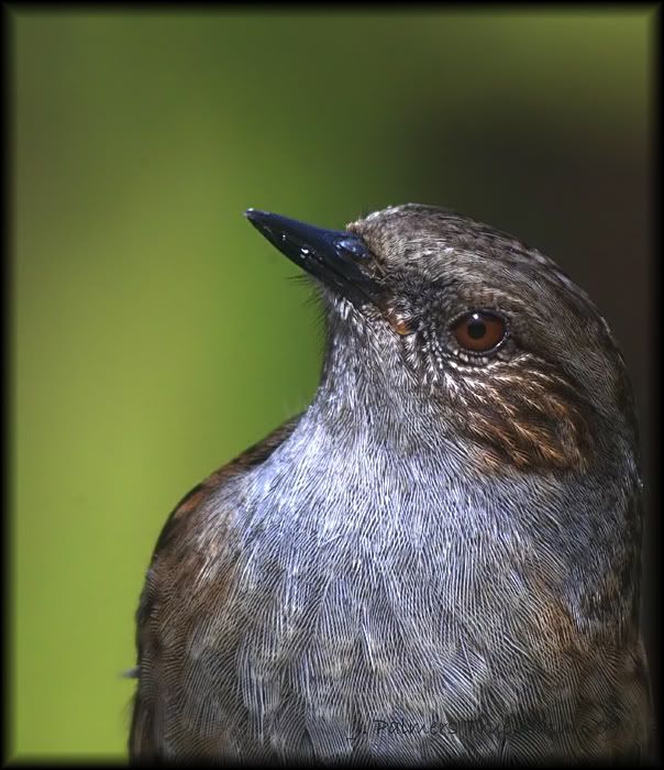 IMAGE: http://i11.photobucket.com/albums/a166/madas/dunnock-macro.jpg