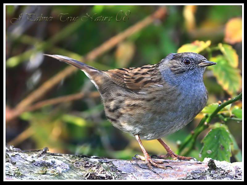 IMAGE: http://i11.photobucket.com/albums/a166/madas/dunnockcopy.jpg