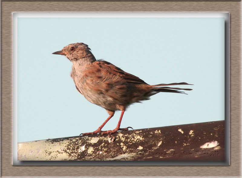 IMAGE: http://i11.photobucket.com/albums/a166/madas/dunnockroof.jpg