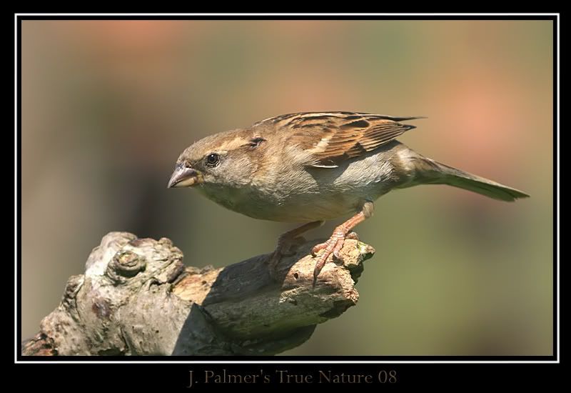 IMAGE: http://i11.photobucket.com/albums/a166/madas/female600mmcopy-1.jpg