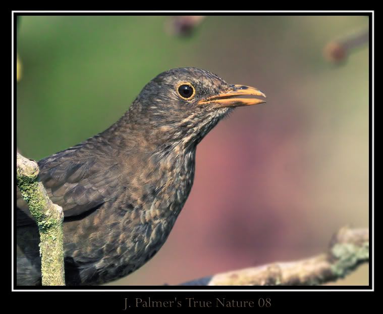 IMAGE: http://i11.photobucket.com/albums/a166/madas/female600mmcopy.jpg