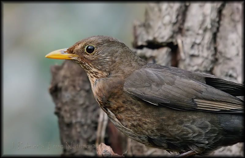 IMAGE: http://i11.photobucket.com/albums/a166/madas/femaleblkbirdbigmatest.jpg