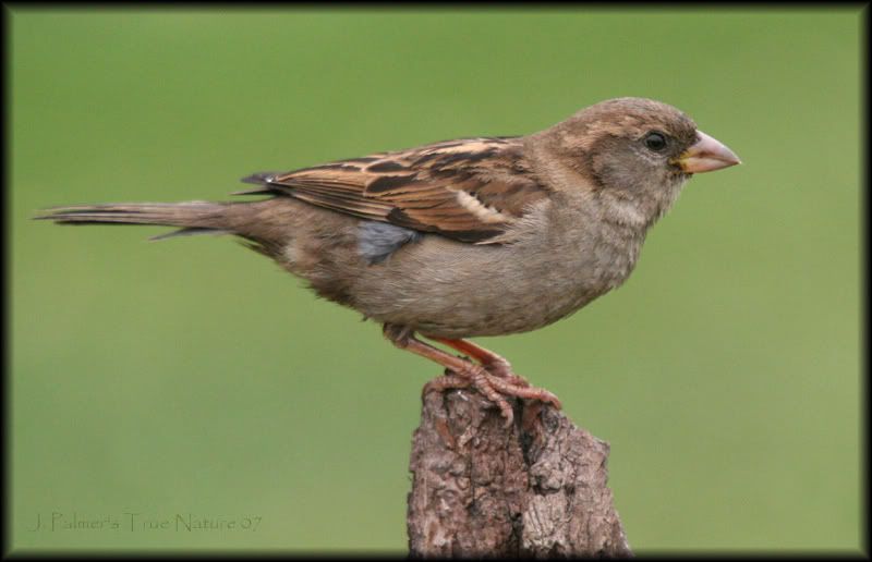 IMAGE: http://i11.photobucket.com/albums/a166/madas/femalesparrowjpgcopy.jpg