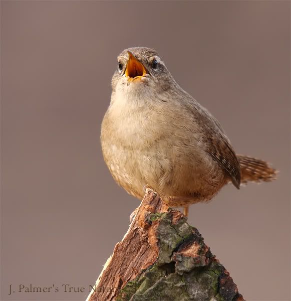 IMAGE: http://i11.photobucket.com/albums/a166/madas/ffperchsing2copy.jpg