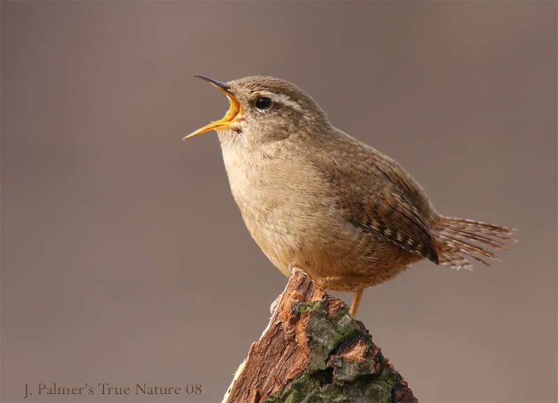 IMAGE: http://i11.photobucket.com/albums/a166/madas/ffperchsingcopy.jpg