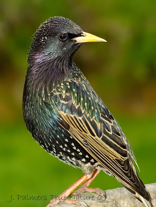 IMAGE: http://i11.photobucket.com/albums/a166/madas/flash-starling.jpg