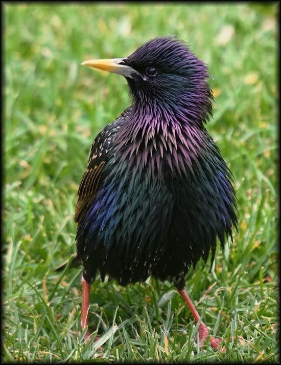 IMAGE: http://i11.photobucket.com/albums/a166/madas/fluffystarling-1.jpg