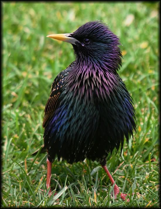 IMAGE: http://i11.photobucket.com/albums/a166/madas/fluffystarling.jpg