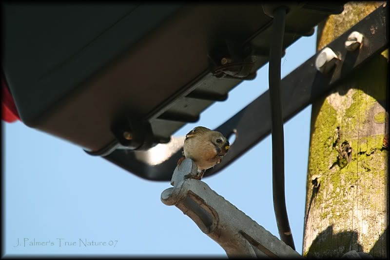 IMAGE: http://i11.photobucket.com/albums/a166/madas/goldcrest2copy.jpg