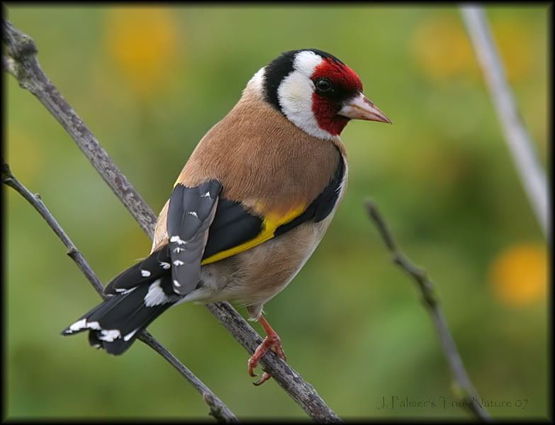 IMAGE: http://i11.photobucket.com/albums/a166/madas/goldfinch2copy.jpg