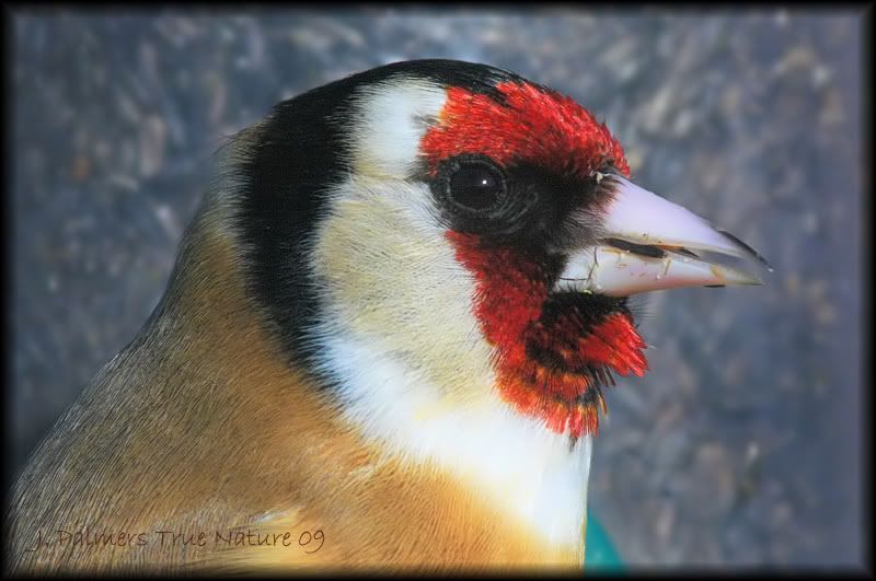 IMAGE: http://i11.photobucket.com/albums/a166/madas/goldie-face.jpg