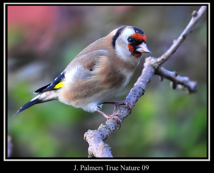 IMAGE: http://i11.photobucket.com/albums/a166/madas/goldiescope2copy.jpg