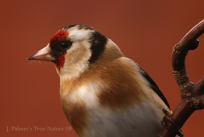 IMAGE: http://i11.photobucket.com/albums/a166/madas/goldyed80copy.jpg