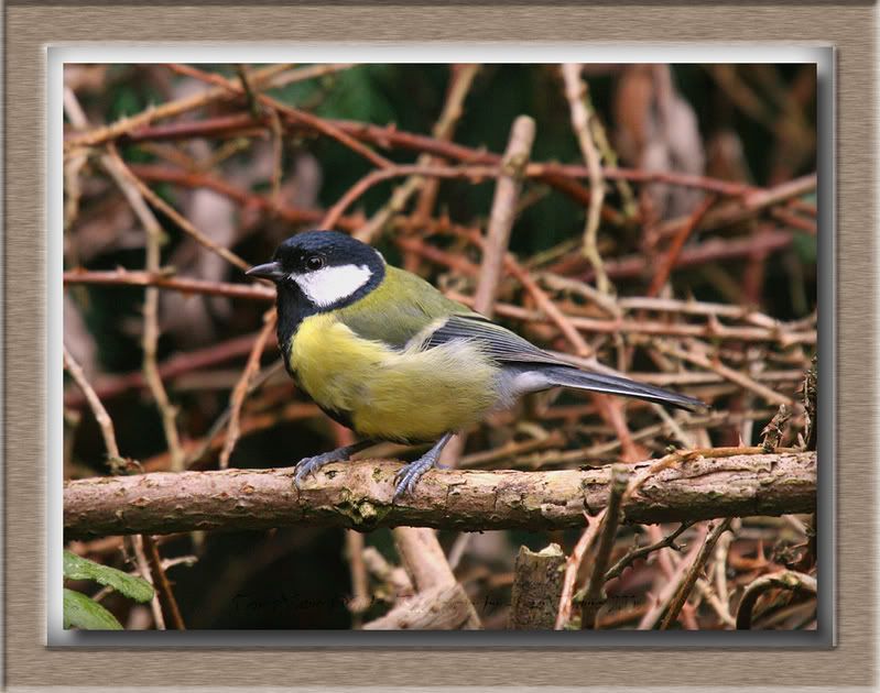 IMAGE: http://i11.photobucket.com/albums/a166/madas/greattit2.jpg