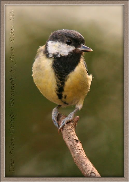 IMAGE: http://i11.photobucket.com/albums/a166/madas/greattitcopy.jpg