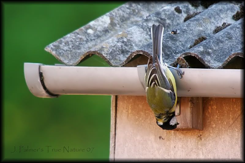 IMAGE: http://i11.photobucket.com/albums/a166/madas/greattitgymcopy.jpg